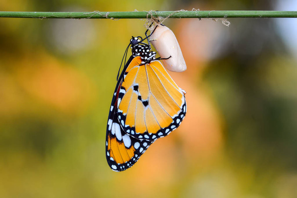 Удивительный момент, Монарх Бабочка, куколки и коконы приостановлены. Концепция трансформации бабочки - Фото, изображение