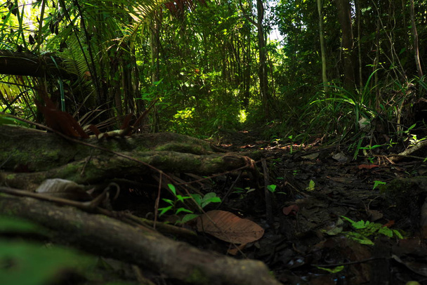タイのジャングルの下の景色 - 写真・画像