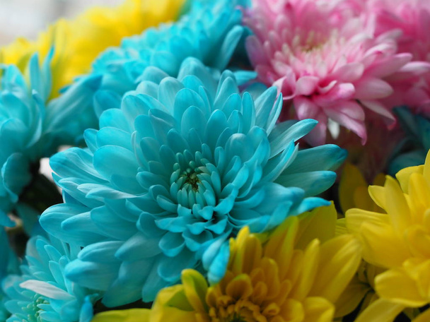 Beautiful fresh blue chrysanthemum flower close-up. Flower background - 写真・画像