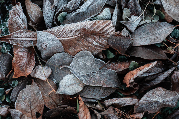 Autumn frozen leaves with frost. November romance. - 写真・画像