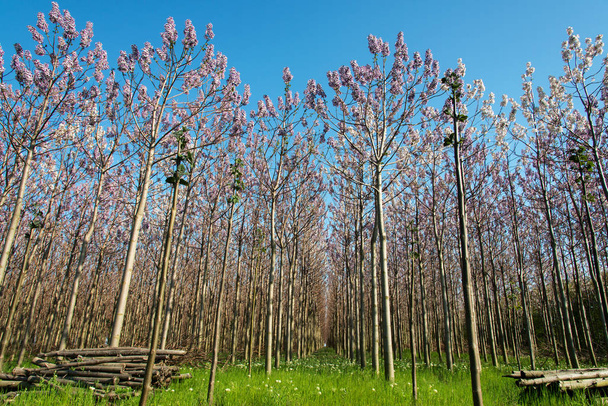 Plantación de árboles en flor de Paulownia en la primavera - vista de ángulo bajo
 - Foto, imagen