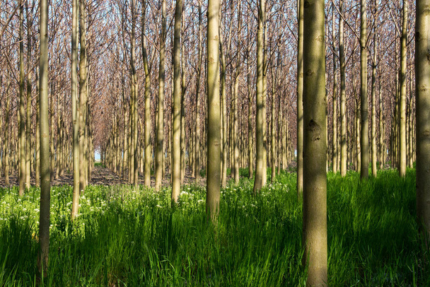 Plantação de árvores Paulownia florescentes na primavera - foco seletivo
 - Foto, Imagem