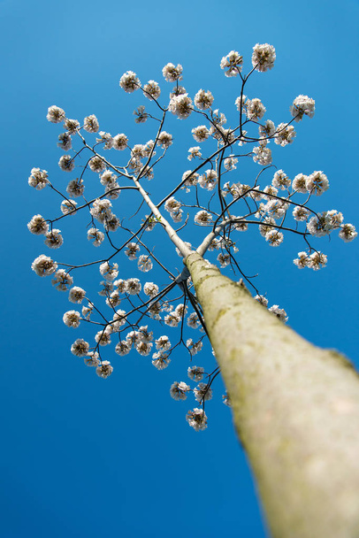 春に桐の木が咲く-空への眺め - 写真・画像