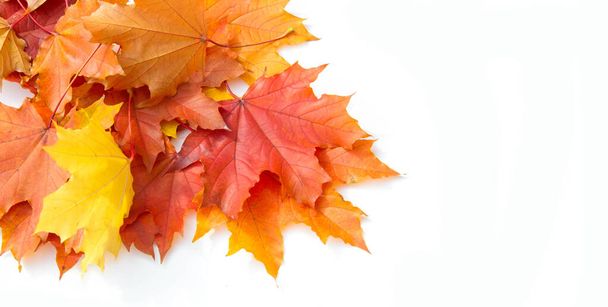 テクスチャの背景、パターン。秋のカラフルなカエデの葉。メープル - 写真・画像