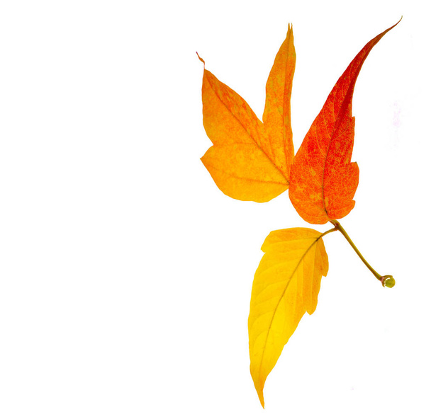 red and yellow maple leaves on a white background. When the leav - Φωτογραφία, εικόνα