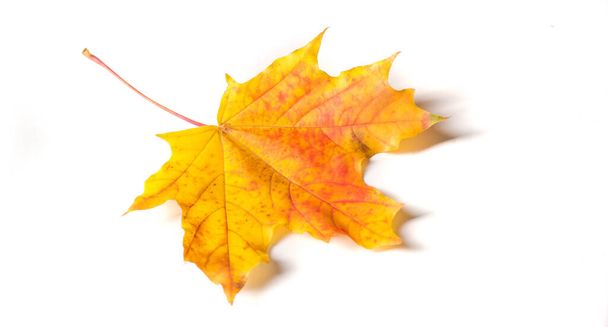 Autumn painting, Autumn maple leaves, Solitary leaf on white bac - Fotó, kép