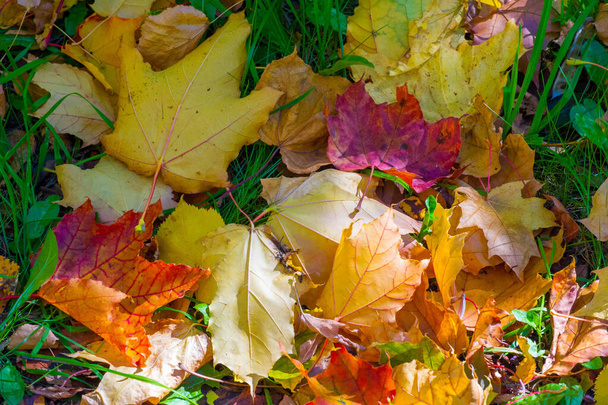 Herbstfotos, rot-gelbes Laub auf dem Rasen. Diese Schönheit-f - Foto, Bild