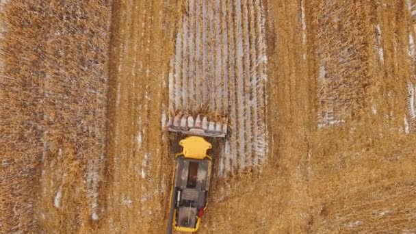 Zbieram plony. Kombajn pracuje na polu kukurydzy w śniegu. - Materiał filmowy, wideo