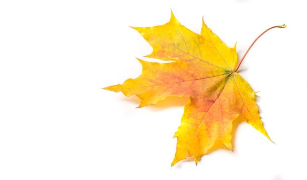 Podzimní malba, Podzimní javorové listy, Samostatný list na bílém bac - Fotografie, Obrázek