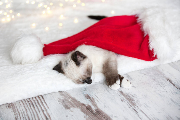 Kitten sleep in christmas hat - 写真・画像