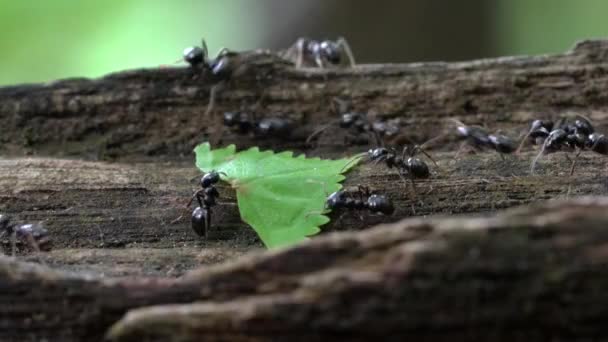 Ants carry leaves for build anthill  - Záběry, video