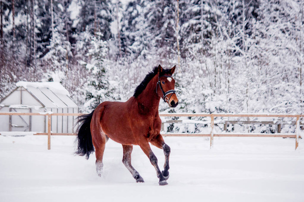 Brązowy koń galopujący na polu śniegu - Zdjęcie, obraz