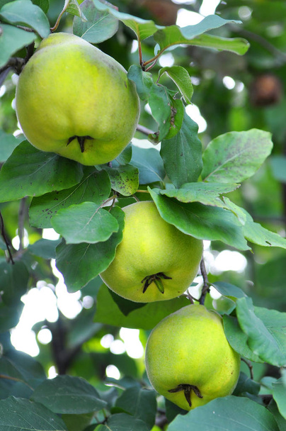 Quince ripen on the branch of the bush - Photo, Image
