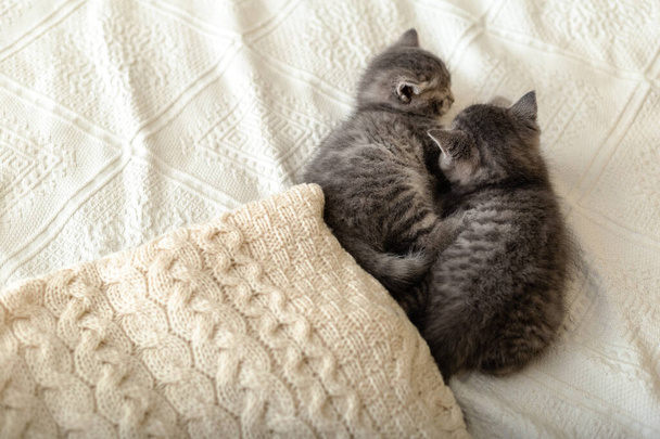 Cute tabby kittens are lying on a white plaid near Bunch of knitted warm sweaters folded in stack. Newborn kitten, Baby cat, Domestic animal, Home pet, Kid animal. Cozy home. Copy space. Love - 写真・画像