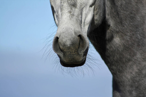 Серый испанский конский нос. Крупный план части тела животного
. - Фото, изображение