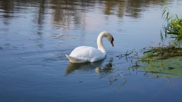 White swan eating aquatic plants. - Footage, Video