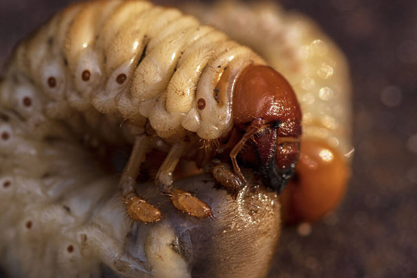 Larvae of dung beetle close-up. May beetle larvae. - Photo, Image