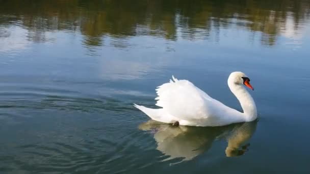 Two swans on the water. One goes out and the other enters the frame. - Footage, Video