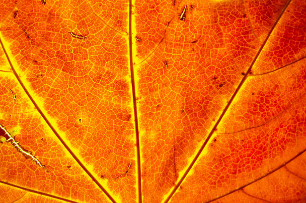 yellow maple leaf autumn macro - Foto, Bild