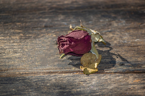 Τριαντάφυλλο με αποξηραμένα φύλλα στο παλιό ξύλινο πάτωμα. - Φωτογραφία, εικόνα
