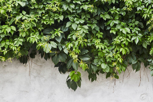 Duvardaki Yeşil Sarmaşık Bitkisi. Arkaplan - Fotoğraf, Görsel
