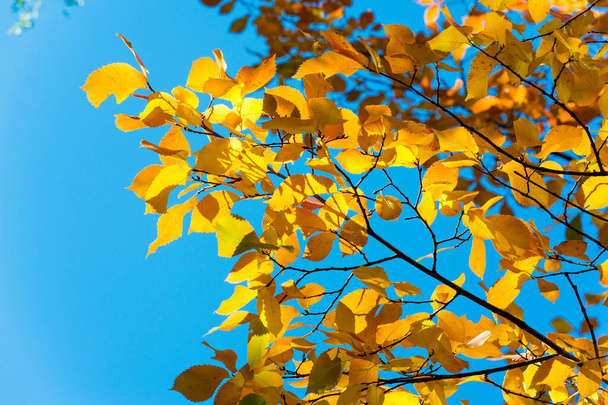秋の風景、青空を背景にした紅葉、Ye - 写真・画像