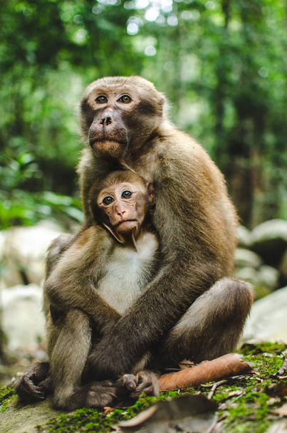 Two monkey friends in Thailand forest - Foto, afbeelding