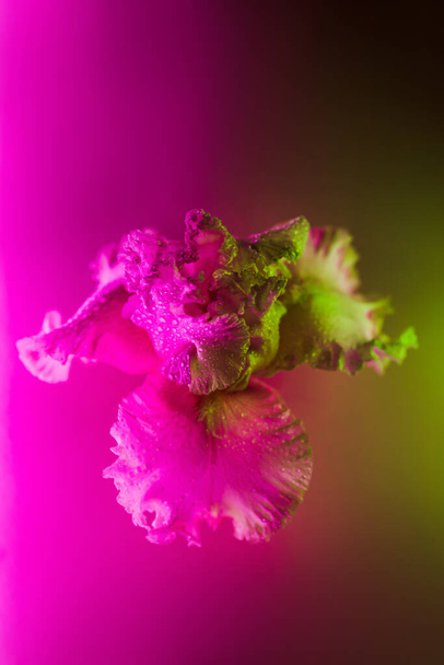 Vivid neon colored iris flower bud - Фото, зображення
