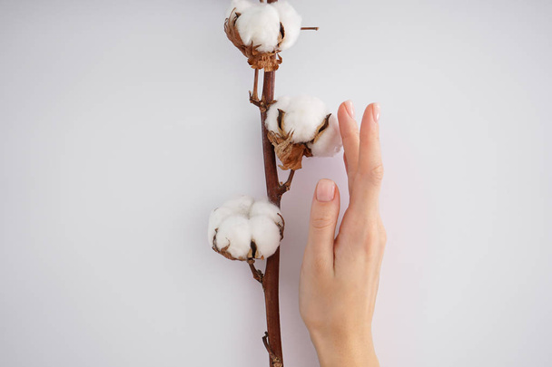 Hand of a young woman with a cotton branch on a white background. Female manicure. Cotton flower. - 写真・画像