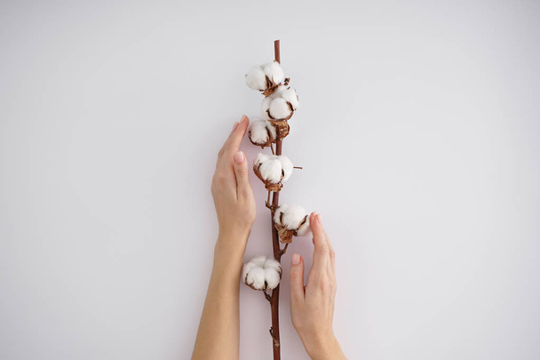 Hands of a young woman with a cotton branch on a white background. Female manicure. Cotton flower. - 写真・画像