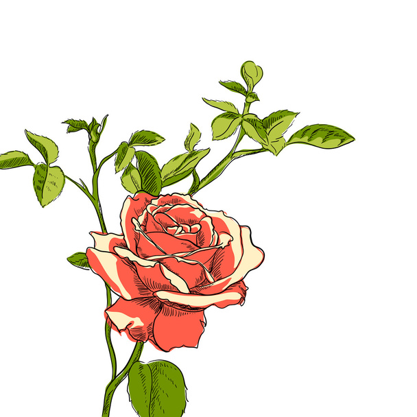 Rose illustration - Διάνυσμα, εικόνα