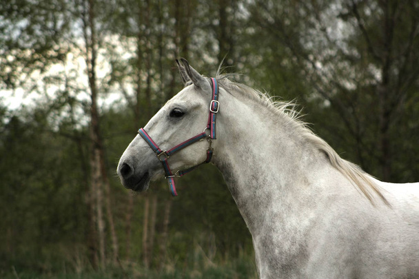 Влітку білий і азулєзький кінь біжить у весло. Крупний перегляд, портрет
. - Фото, зображення