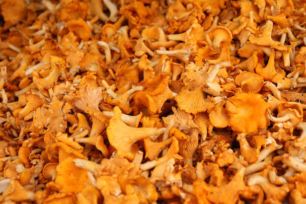 Zbliżenie brązowych grzybów Kantarell - Zdjęcie, obraz