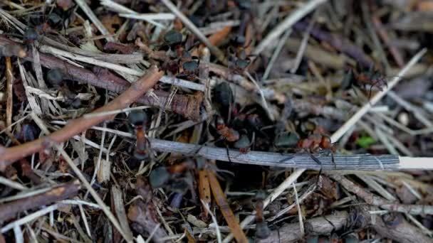 Hormigas eliminar barrera en el hormiguero agujero
 - Imágenes, Vídeo