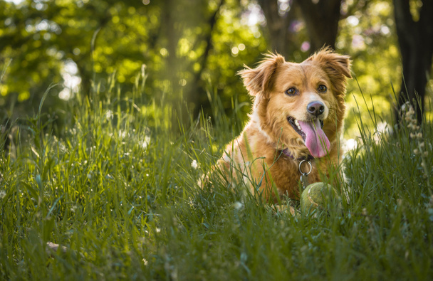 Ο σκύλος παίζει στο πάρκο μια ανοιξιάτικη μέρα - Φωτογραφία, εικόνα