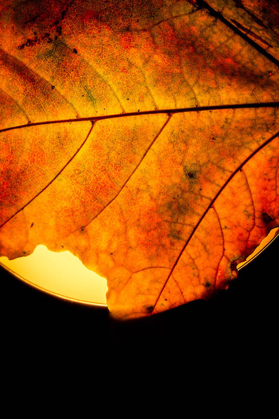 yellow maple leaf autumn macro - Foto, Bild