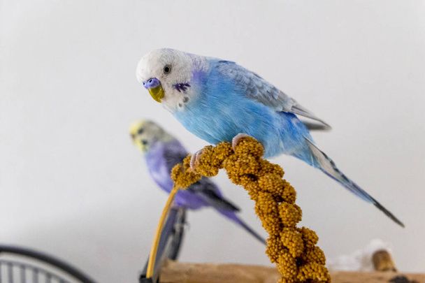 μπλε budgie τρώει το έμβολο κεχρί - Φωτογραφία, εικόνα