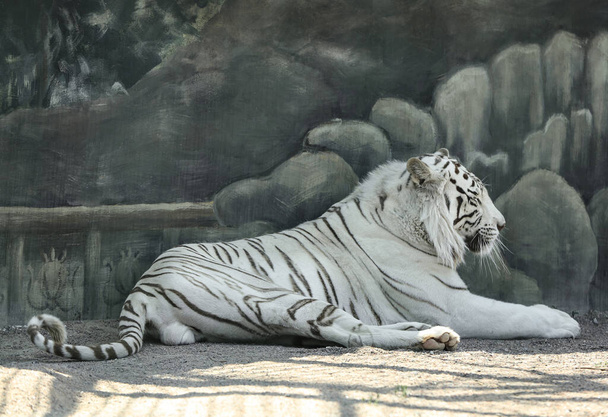 Bengal white tiger in zoo on sunny day - Фото, зображення