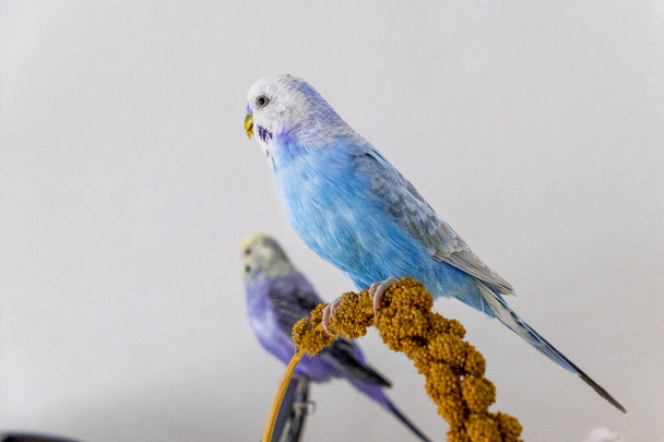 kék papagáj köles dugattyút eszik - Fotó, kép