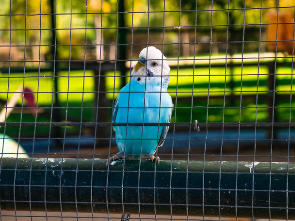periquito azul e branco dentro de uma grande casa de pássaros atrás das grades
 - Foto, Imagem