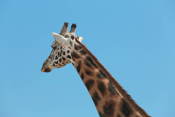 Closeup view of Rothschild giraffe against blue sky - 写真・画像