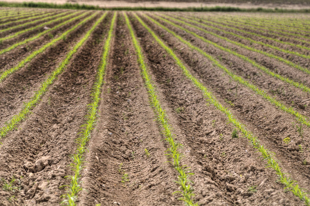 Mezőgazdasági földsorok korai csíráztató kukoricával - Fotó, kép