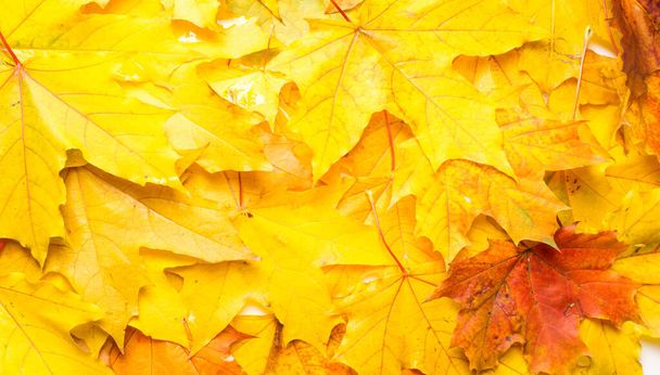 Jesienny obraz, jesienne liście klonu, różne kolory. Żółty,  - Zdjęcie, obraz