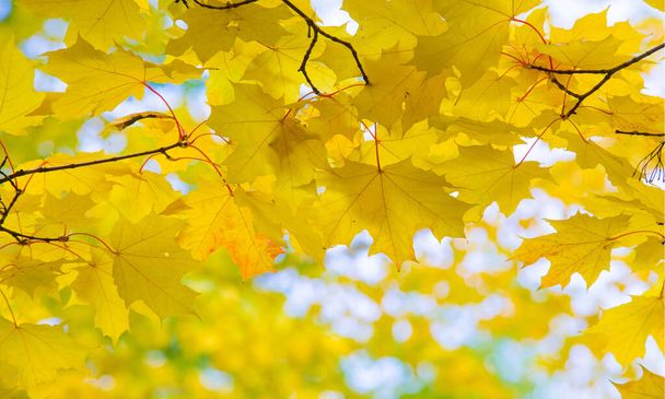 Autumn landscape of photography, Maple tree or shrub with lobed  - Foto, Imagen