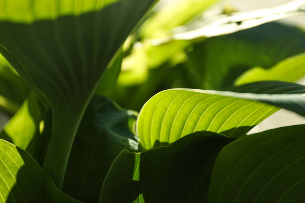 Hosts green leaves, closeup - Фото, изображение