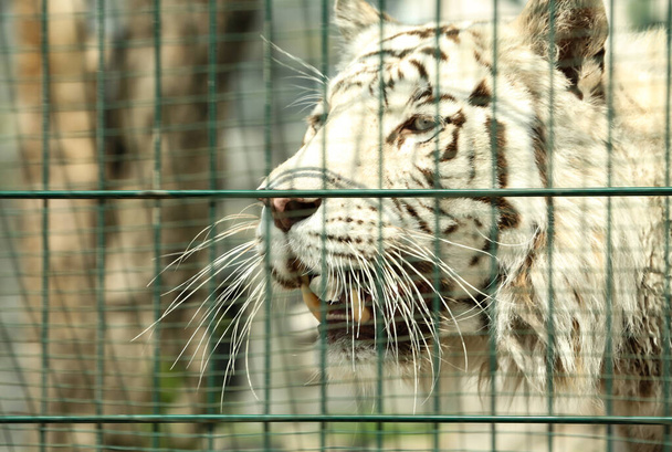Closeup view of Bengal white tiger at enclosure in zoo - Fotó, kép