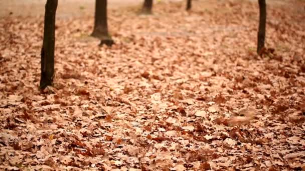 Park és a repülő őszi levelek. - Felvétel, videó