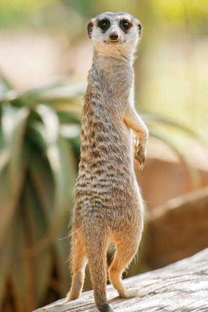 Adorable Meerkat - Фото, зображення