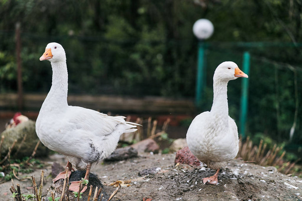 Two white geese in a zoo. Farm birds - Photo, Image