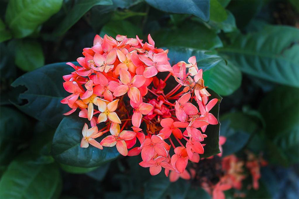 Close up shot of Amazing red spike Flower (King Ixora) found in Pai, Thailand - Photo, Image